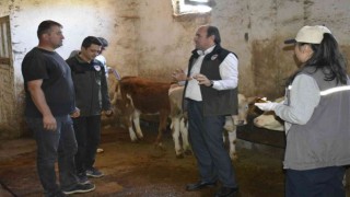 Bayburtta şap aşısı yapılmaya başlandı