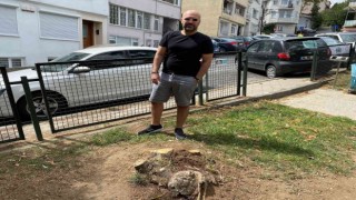 Beşiktaş Belediyesi Ayazma Parkındaki 3 ağacı kesti
