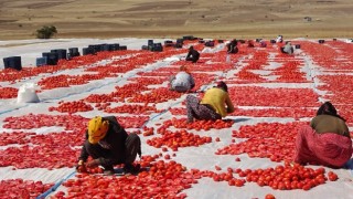 Bitlisten Amerika ve Avrupaya kurutulmuş domates