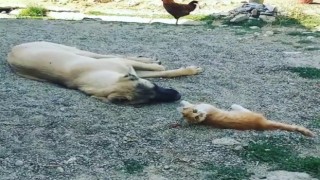 Boncuk ile Karabaşın iç ısıtan dostluğu!