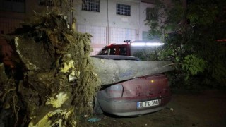 Bursada ağaç park halindeki 3 otomobilin üzerine devrildi