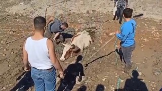 Bursada bataklığa saplanan inek kurtarıldı