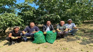 Bursada ceviz hasadı başladı