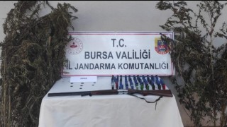 Bursada kenevir tarlasına jandarma baskını