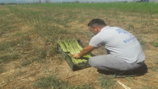 Büyükşehir Belediyesinin kuşkonmazları Halk Ege Et reyonlarında yerini aldı