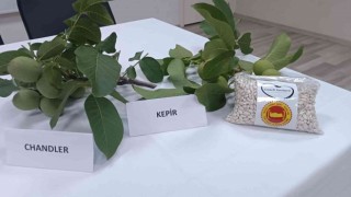 Çamelinde ceviz ve fasulye fiyatları belli oldu