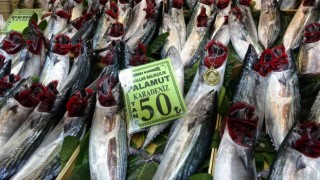 Çanakkalede palamudun tanesi 50 liraya düştü