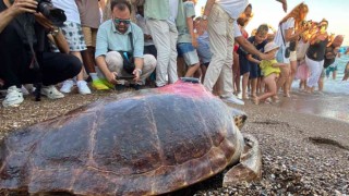 Caretta caretta Lara Barışın 600 kilometrelik yolculuğunu 29 bin kişi görüntüledi