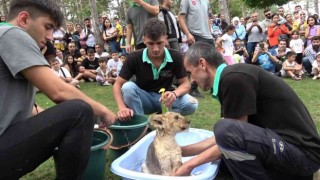 Çekmeköyde yavru aslan Alex banyo yaptı, vatandaşlar ilgi ile izledi