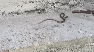 Çılgın çoban önce yılanla oynadı, sonra yaşam alanına bıraktı