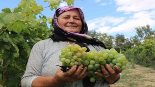 Coğrafi işaretle tescillenmesi beklenen Çavuş Üzümünün hasadı başladı