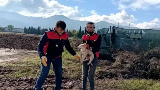 Çukura düşen yavru köpek kurtarıldı