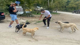 Demir yumruklar sokak hayvanlarını besledi
