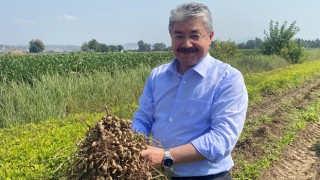 Demonstrasyon sahasına ekilen yerli ürün, “Ayşehanım yerfıstığı hasat edildi