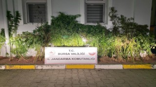 Devlet arazisine kenevir ekti, yakalandı