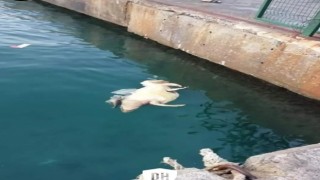 Didim açıklarında ölü kaplumbağalar kıyıya vurdu
