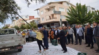 Didimdeki anıt ağaçlarda zeytin hasadı yapıldı