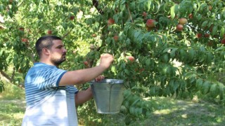 Doğunun Çukurovasında şeftali hasadı başladı