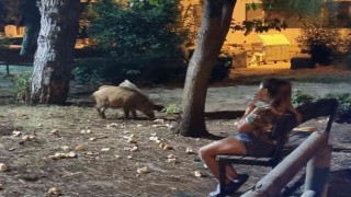 Domuzlar yemeklerini yesin diye bankta onları bekledi