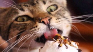 Dondurma bağımlısı kedi çay ocağının maskotu oldu