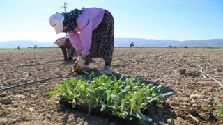 Efelerin enginarları toprakla buluştu