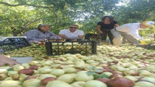 Efelerin tek kapama hünnap bahçesinde hasat heyecanı