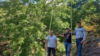 Egede ceviz hasadı başladı