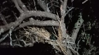 Elazığda kaçak avcı denetiminde bıldırcın sesi çıkaran cihaz ele geçirildi