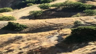 Elazığda koruma altındaki dağ keçileri Harputa indi