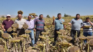 Elbistanda siyah altın hasadı başladı