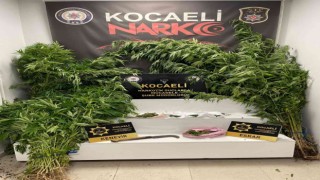 Elindeki orakla Hint keneviri keserken suçüstü yakalandı