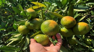 Erkenci mandalinada hasat başladı