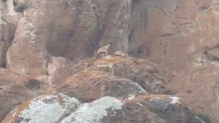 Erzurumda nesli tükenmekte olan yaban keçileri görüntülendi
