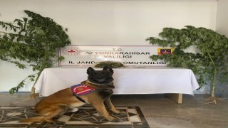 Evinden 415 gram esrar çıkan şahıs gözaltına alındı