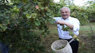 Fındıkta yerli işçi sıkıntısına ‘Hilmi Güler Modeli