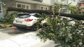 Fırtınanın devirdiği ağaç, park halindeki otomobilin üzerine düştü