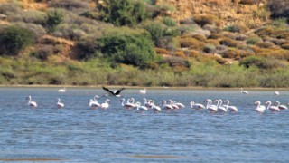 Flamingolar, Avşarlıyı kabullendi