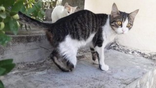 Gaziantepte kedi vahşeti