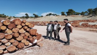 Geçen yıl yanan ormanlardaki ağaçlandırma çalışmaları sürüyor