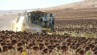 Geçen yılın en kurak kenti Amasyada ayçiçeği üretimi bu yıl 2 kat arttı