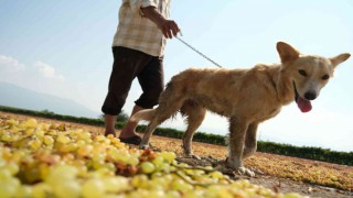 Geçmişte tüfekle korunan üzüm bağları eğitimli köpeklere emanet