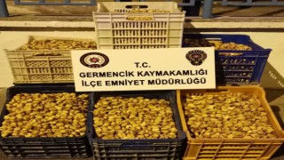 Germencikte 450 kilogram incir çalan şüpheliler yakalandı
