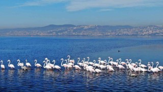 Göç etmeyen flamingoların görsel şöleni