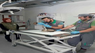 Göç yolunda yorgun düşen flamingo için seferber oldular