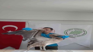 Göç yolunda yorgun düşen pelikan tedavi altına alındı