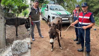 Güçten düşmüş halde bulunan sahipsiz eşek, Emekli Hayvanlar Çiftliği'ne yerleştirildi