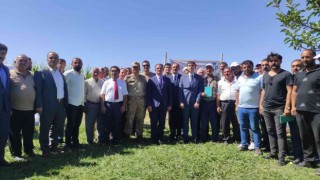Gürpınarda silajlık mısır hasadı