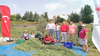 Hatayda alternatif ürün adaçayı hasadı yapıldı