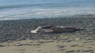 Hatayda deniz kenarında bulunan yaralı pelikan kurtarıldı