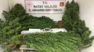 Hatayda uyuşturucu operasyonu